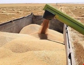 كركوك تعلن تسويق (473) ألف طن من الحنطة حتى الآن