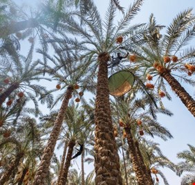 مستشار حكومي: مبادرة تصدير التمور إلى الصين خطوة إيجابية نحو تطوير قطاع النخيل