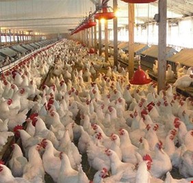 الزراعة توضح ضوابط حركة الدواجن ومنتجاتها بين المحافظات
