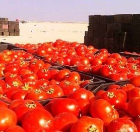 البصرة تسوق أكثر من 26 ألف طن من الطماطم في ثلاثة أشهر