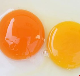 ما سبب عدم تشابه لون صفار البيض؟
