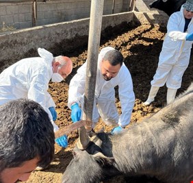 المالكي يعلق على انتشار وباء الحمى القلاعية في العراق