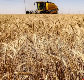 العراق في المرتبة الثانية عربياً بإنتاج القمح