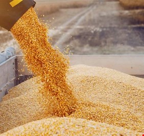 الحكومة تتسلم 400 الف طن قمح من كردستان