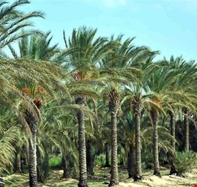 العراق يطلق برنامجاً لإكثار أشجار النخيل والفواكه والزيتون