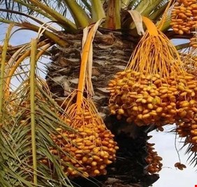 الأصناف النادرة.. فرصة لاستعادة ريادة العراق في إنتاج التمور