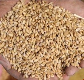 ما حقيقة توزيع الحنطة المسمومة؟