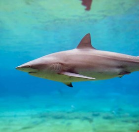 لماذا تحولت القروش الآمنة إلى قاتلة؟ العلماء يوضحون