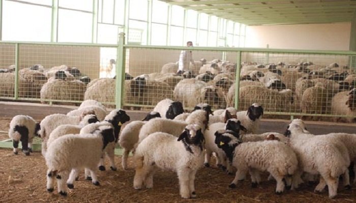 العراق يخسر خسارة 70 بالمائة من الثروة الحيوانية بسبب شح المياه