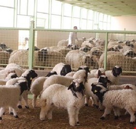 العراق يخسر خسارة 70 بالمائة من الثروة الحيوانية بسبب شح المياه