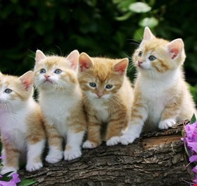 هل تساءلت يوماً كيف ترانا الحيوانات؟