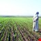 شح المياه و التغييرات المناخية تقلص المساحات الزراعية إلى النصف