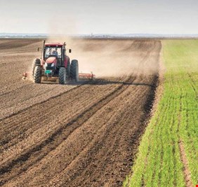العراق يتصدر إنتاج الشعير في المنطقة العربية