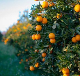 ماذا يحدث لجسمك عند تناول 