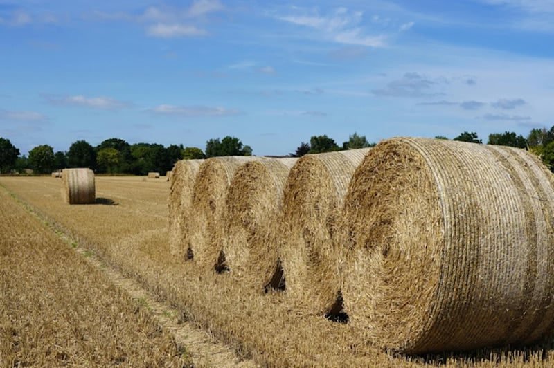 الزراعة تنفي استيراد تبن بقيمة 1.3 مليار دولار وتوضح ملابسات الخبر المتداول