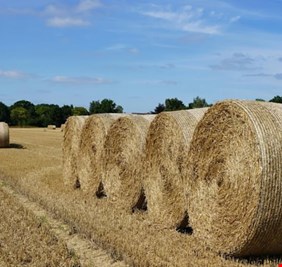 الزراعة تنفي استيراد تبن بقيمة 1.3 مليار دولار وتوضح ملابسات الخبر المتداول