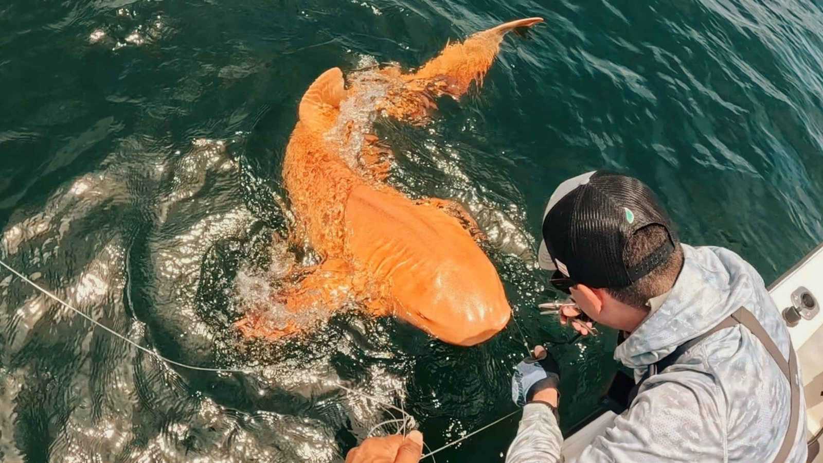 كشف سر القرش الذهبي النادر قبالة سواحل كوستاريكا