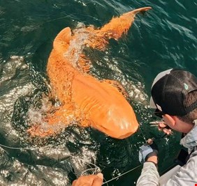 كشف سر القرش الذهبي النادر قبالة سواحل كوستاريكا