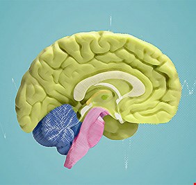 اكتشاف آلية في الدماغ تجعلنا نماطل في أداء المهام!