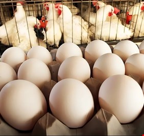 العراق يعلن تحقيق الاكتفاء الذاتي من بيض المائدة