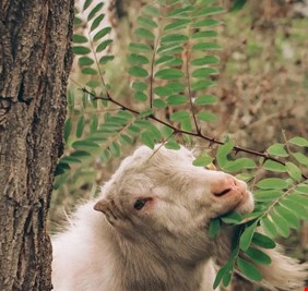 هل تتألم الأشجار عند أكل أوراقها؟.. إليك ما تكشفه الدراسات