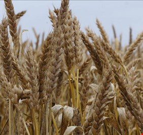 أسعار القمح تواصل ارتفاعها في الأسواق العالمية