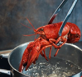 جدل علمي وأخلاقي حول سلق جراد البحر حيا