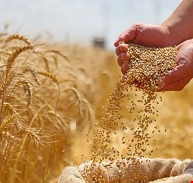دول مجاورة تبدي رغبتها باستيراد الحنطة العراقية والحكومة تتمسك بخيار الاكتفاء الذاتي