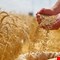 دول مجاورة تبدي رغبتها باستيراد الحنطة العراقية والحكومة تتمسك بخيار الاكتفاء الذاتي