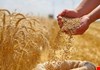 دول مجاورة تبدي رغبتها باستيراد الحنطة العراقية والحكومة تتمسك بخيار الاكتفاء الذاتي