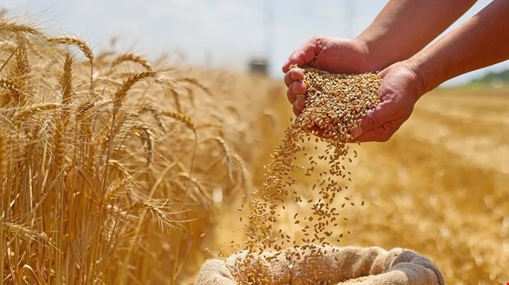 دول مجاورة تبدي رغبتها باستيراد الحنطة العراقية والحكومة تتمسك بخيار الاكتفاء الذاتي